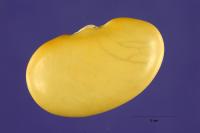 Image of Phaseolus griseus