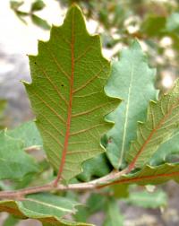 Quercus endemica image