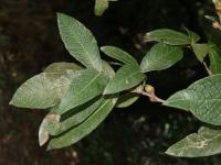 Image of Quercus rysophylla