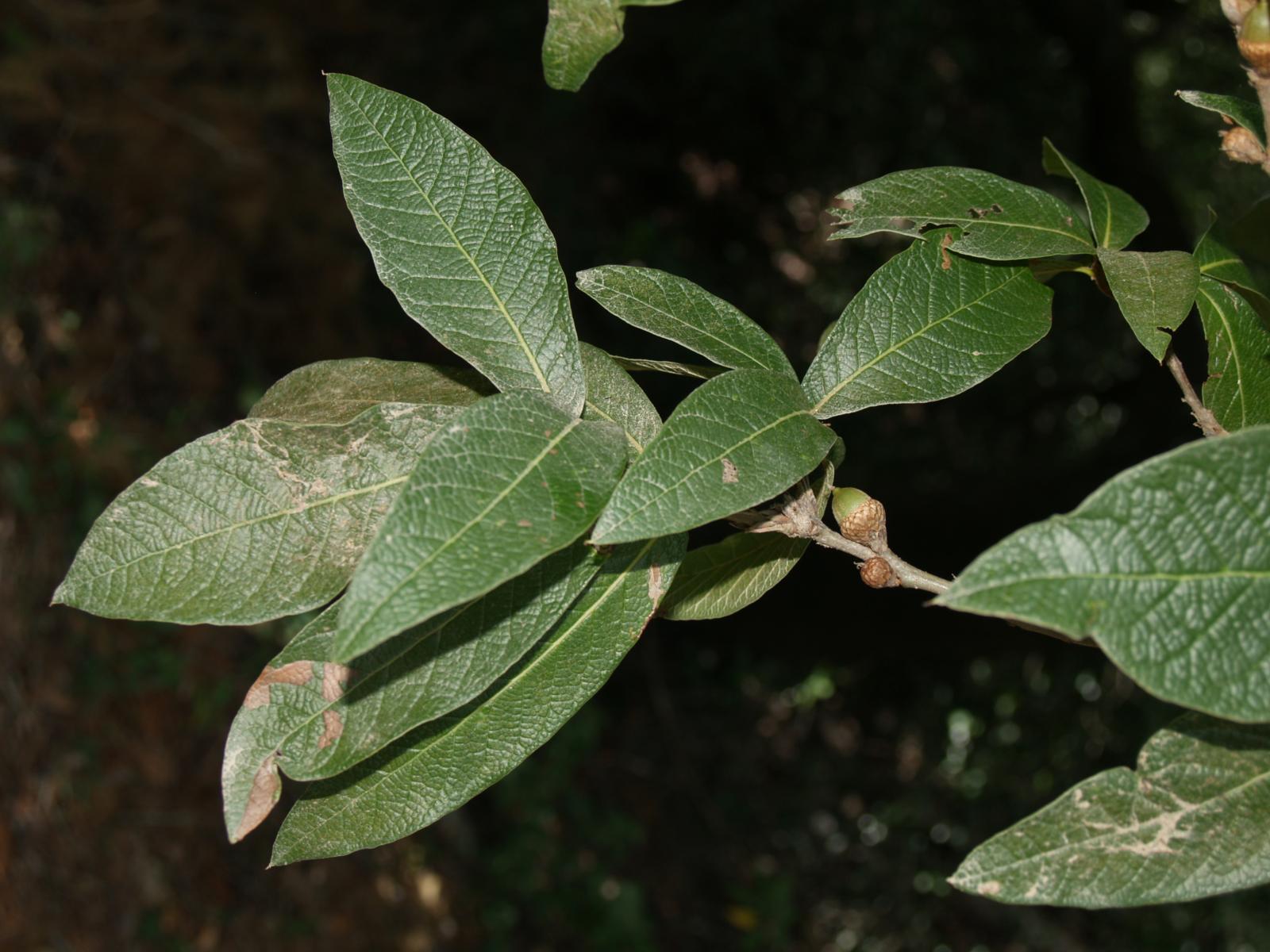 Quercus rysophylla image