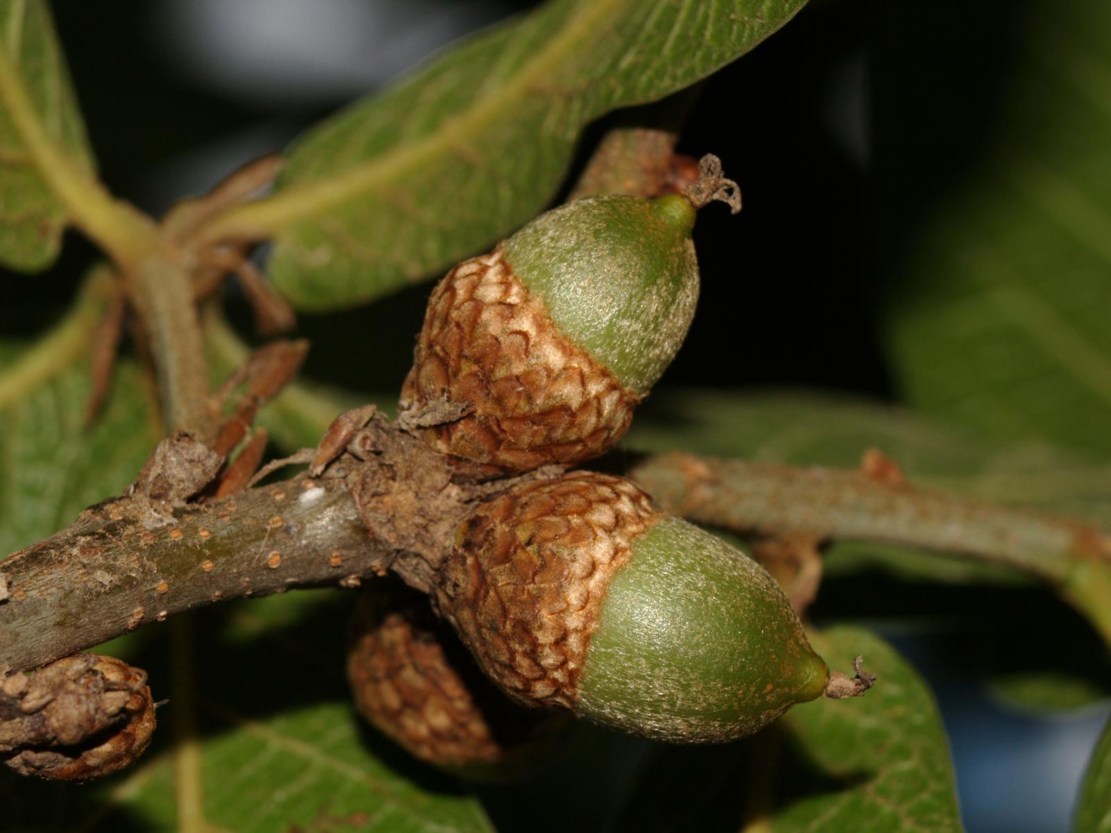 Quercus rysophylla image