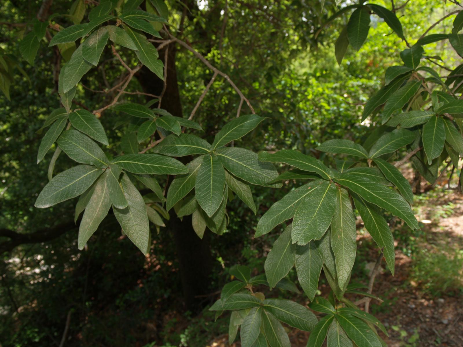 Quercus rysophylla image