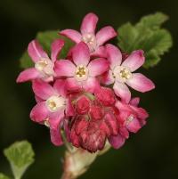 Ribes sanguineum image