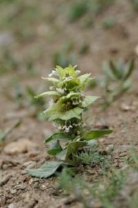 Ajuga lupulina image