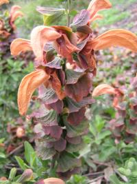 Image of Salvia aurea