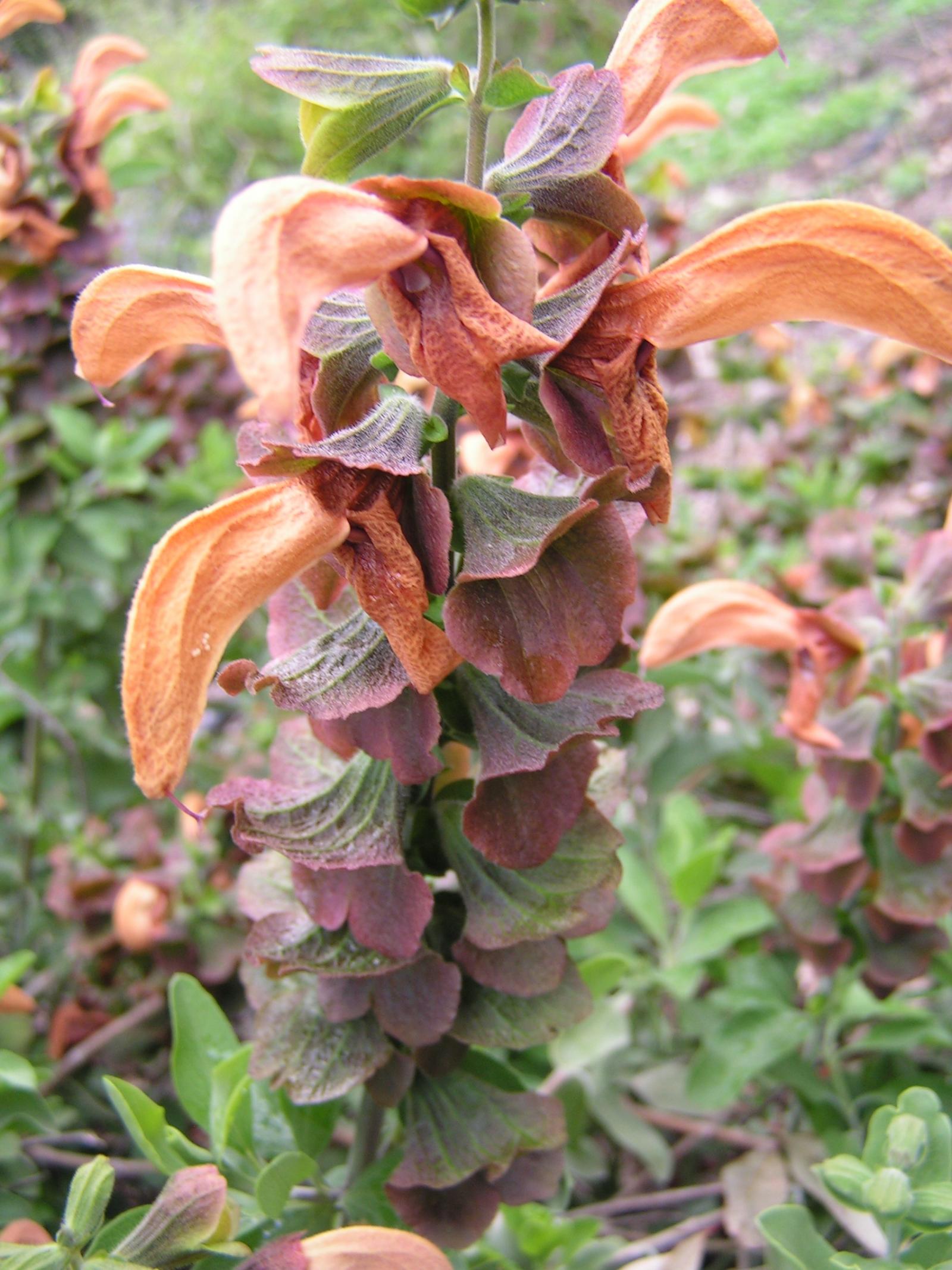 Salvia aurea image