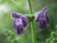 Image of Salvia przewalskii