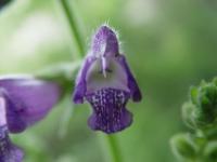 Salvia przewalskii image