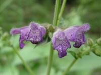 Salvia przewalskii image