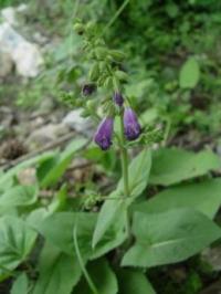 Salvia przewalskii image