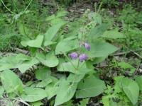 Salvia przewalskii image