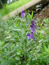 Scutellaria baicalensis image