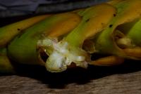 Calathea crotalifera image