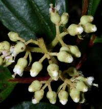 Miconia tonduzii image