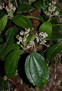 Miconia tonduzii image