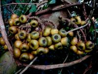 Ficus fistulosa image