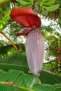 Image of Musa acuminata