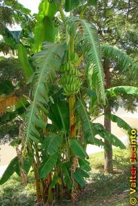 Musa acuminata image