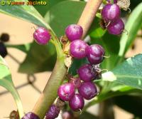 Image of Myoporum laetum