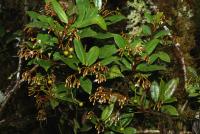 Ardisia pleurobotrya image