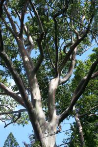 Image of Eucalyptus deglupta