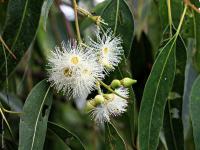 Eucalyptus grandis image