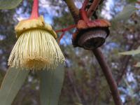 Eucalyptus pyriformis image