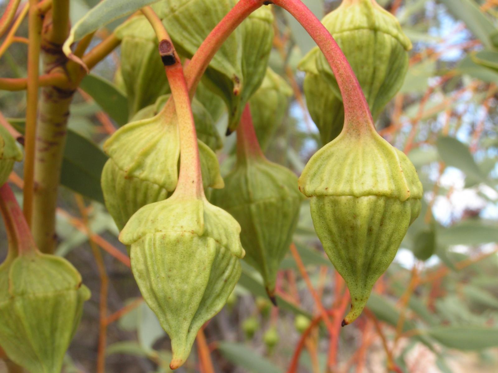 Eucalyptus pyriformis image