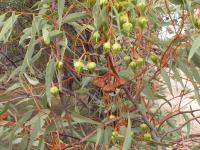 Eucalyptus pyriformis image