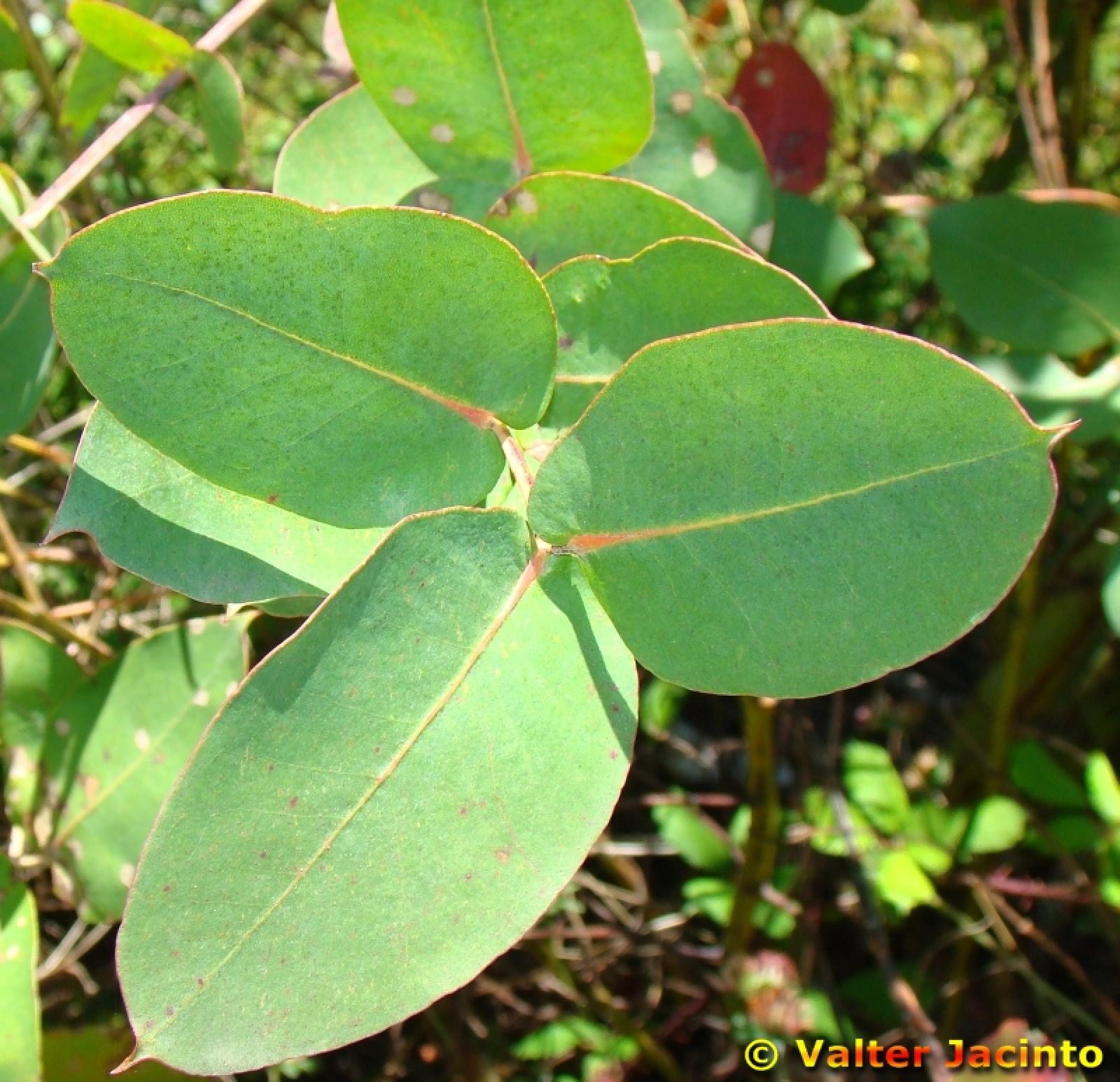 Eucalyptus robusta image