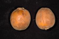 Eugenia myrobalana image