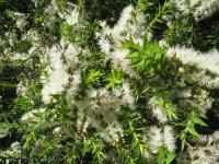 Melaleuca styphelioides image