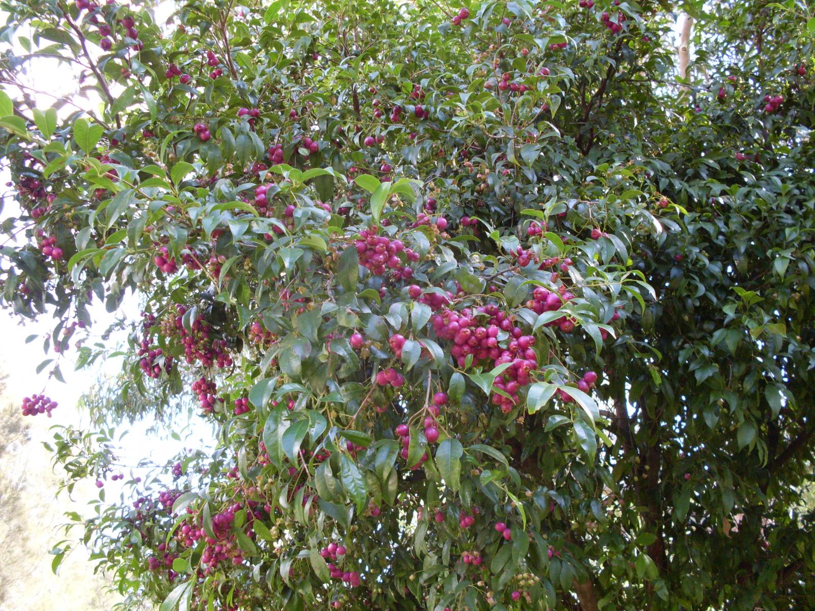 Syzygium paniculatum image