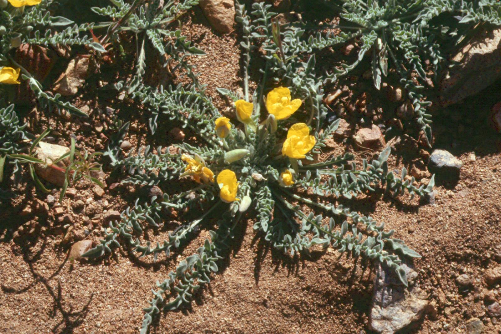 Taraxia tanacetifolia image