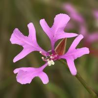 Image of Clarkia pulchella