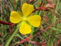 Image of Ludwigia longifolia