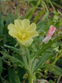 Image of Oenothera albicans