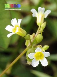 Image of Oxalis barrelieri