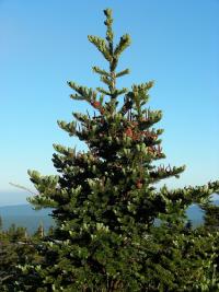 Image of Abies balsamea