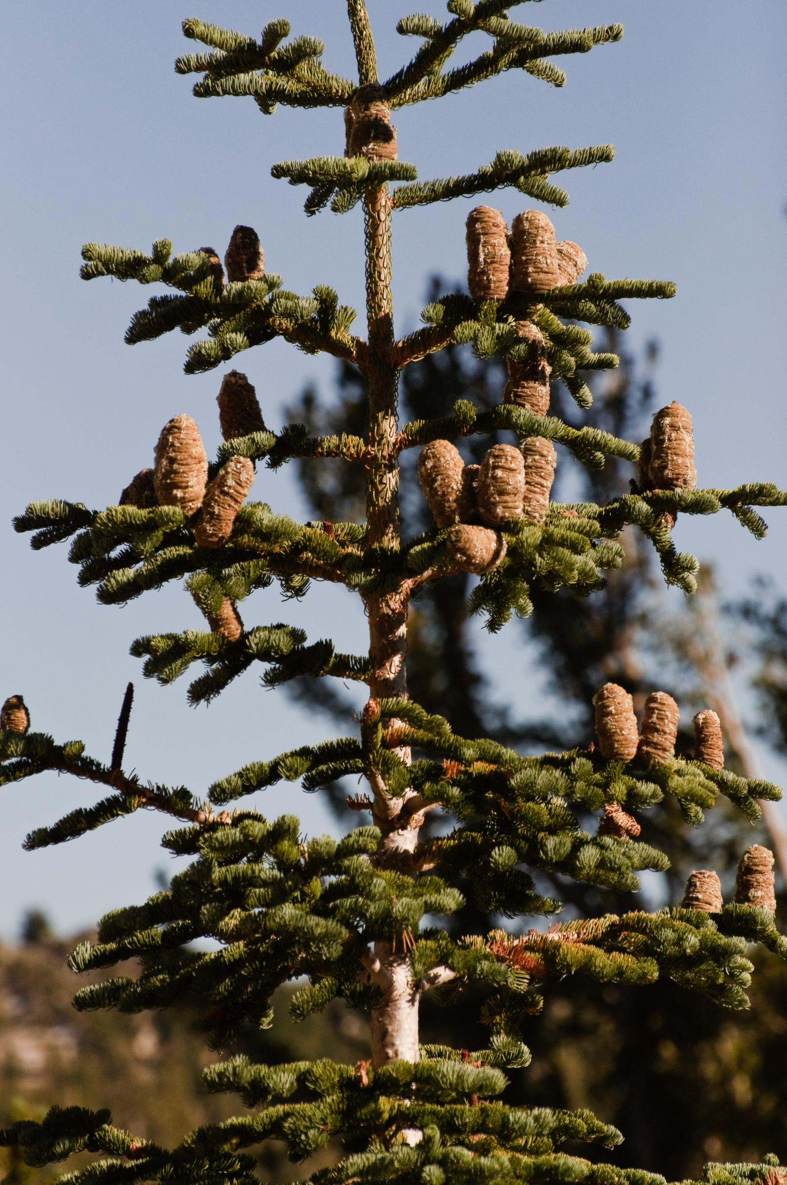Abies magnifica image