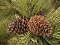 Image of Pinus hartwegii
