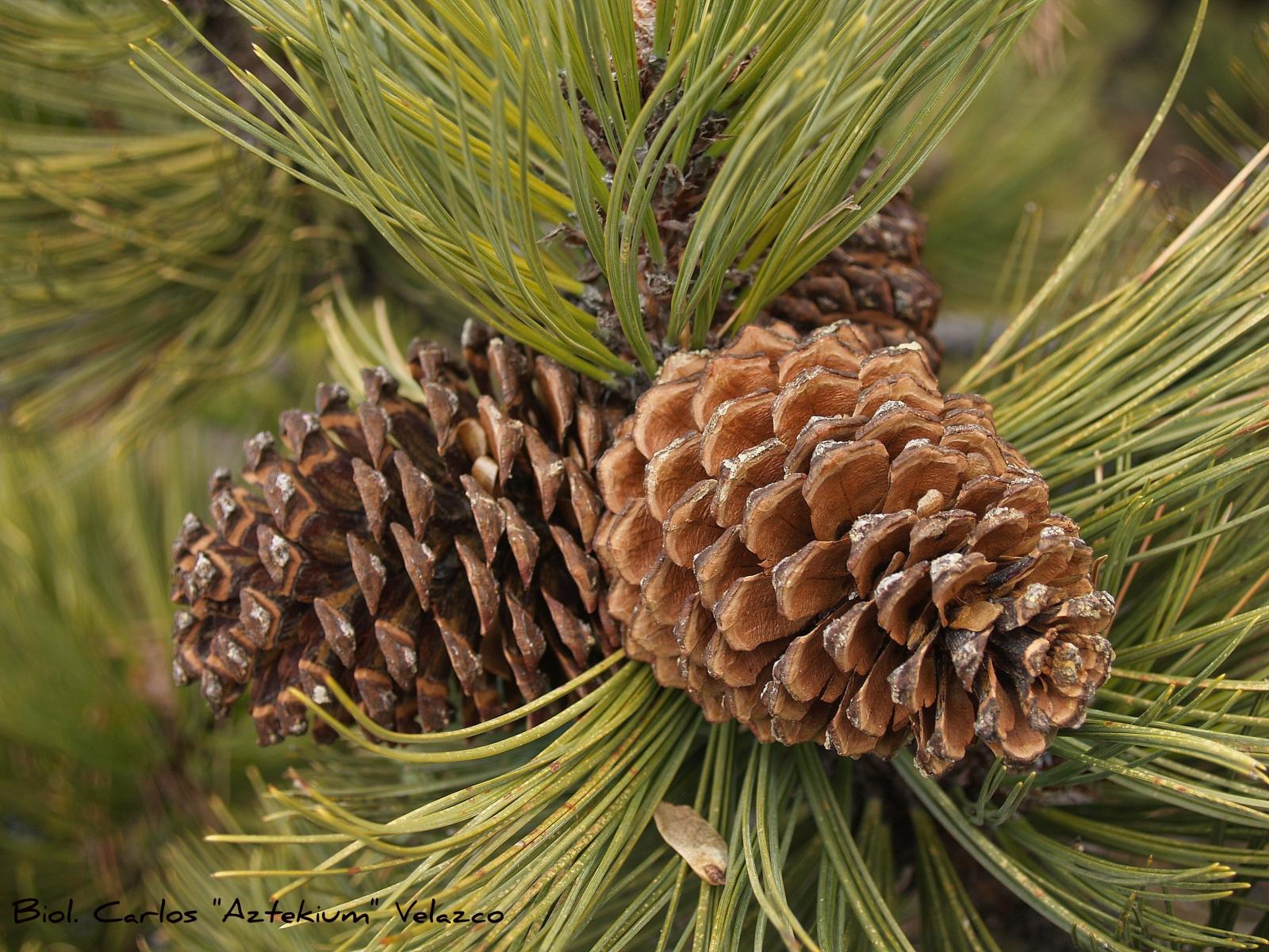 Pinus hartwegii image