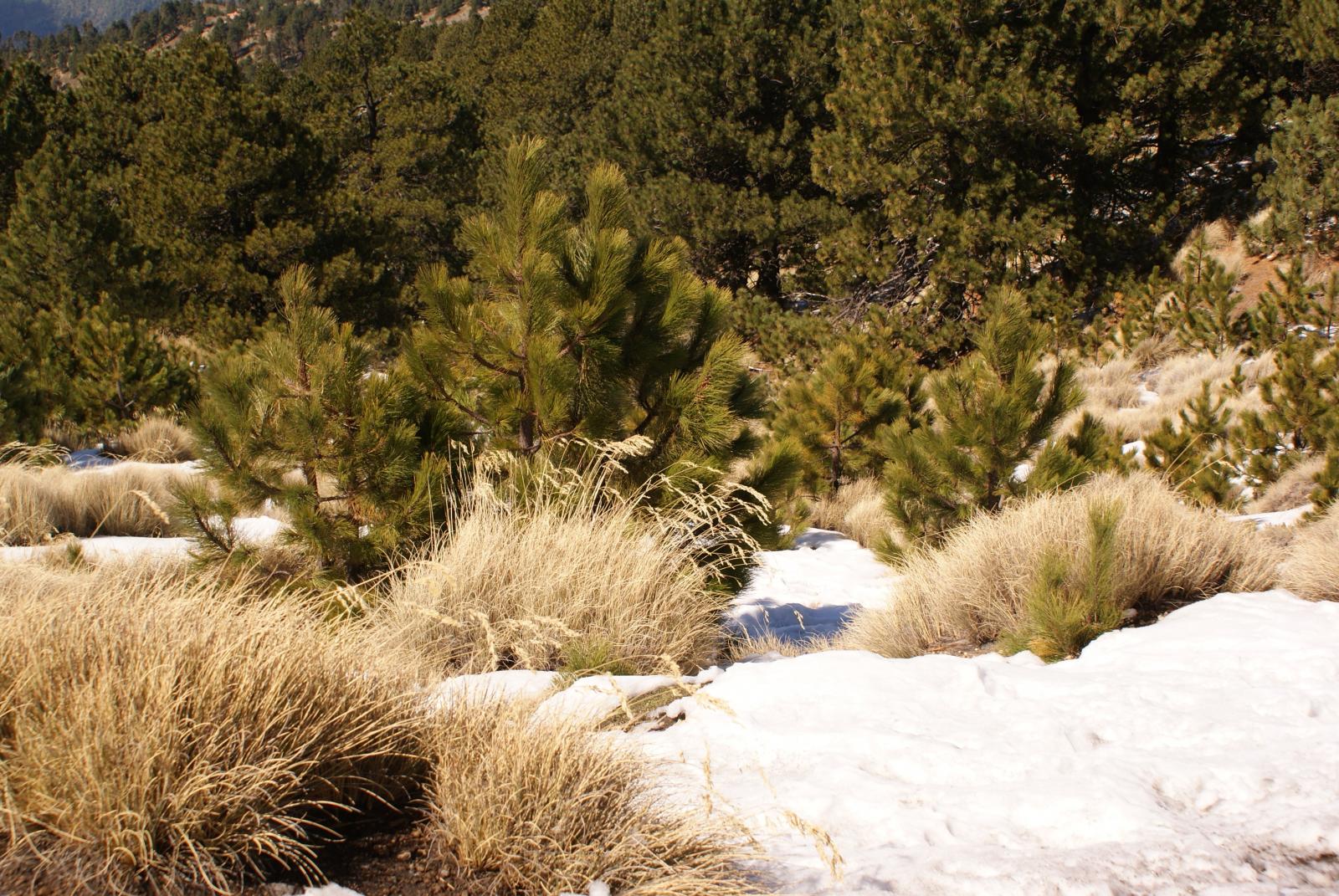 Pinus hartwegii image