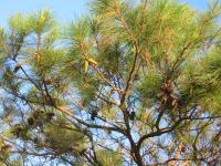Image of Pinus lutea