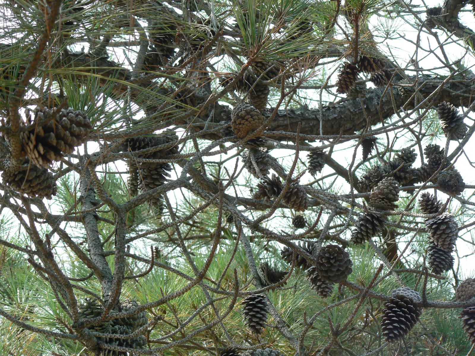 Pinus lutea image