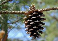 Pinus lutea image