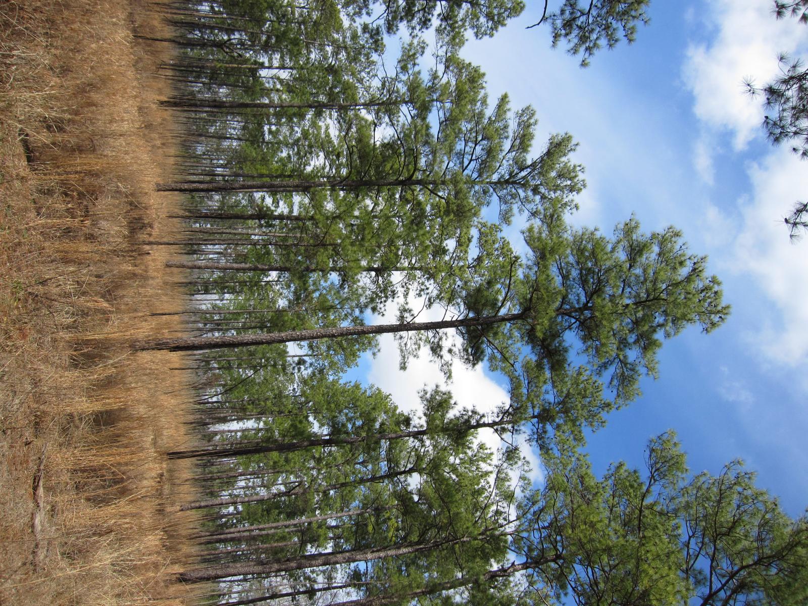 Pinus lutea image