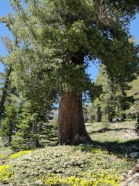 Image of Pinus monticola