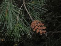 Image of Pinus pinceana