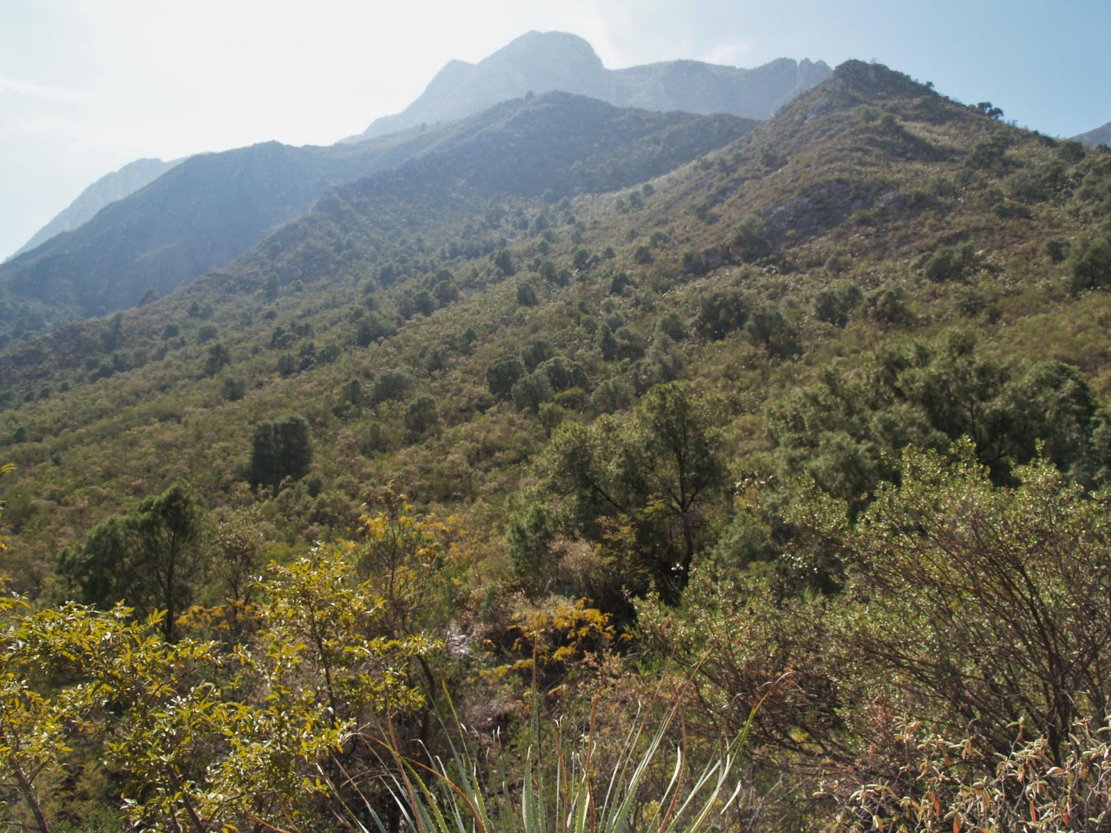 Pinus pinceana image